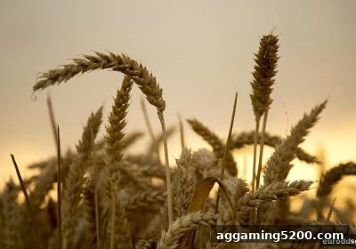 欧赔视角：华体会体育洗码返佣机制全解析——从阶梯返利到实战收益最大化